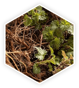 ProstaVive is made of Nettle Root